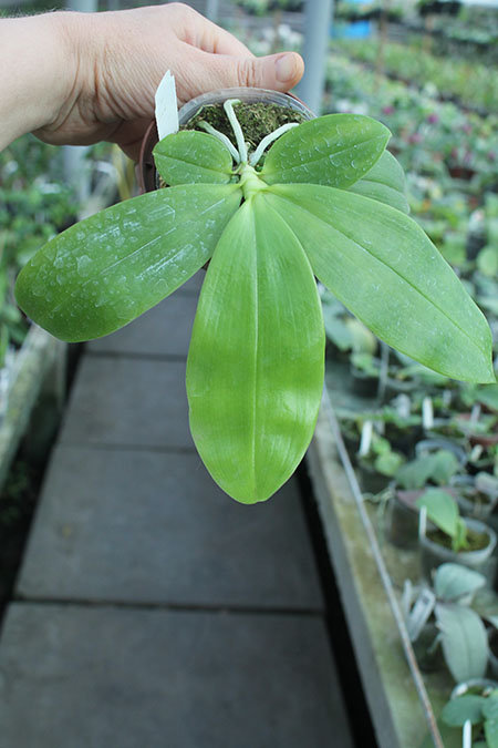 Phalaenopsis Germaine Vincent indigo type x tetraspis.jpg
