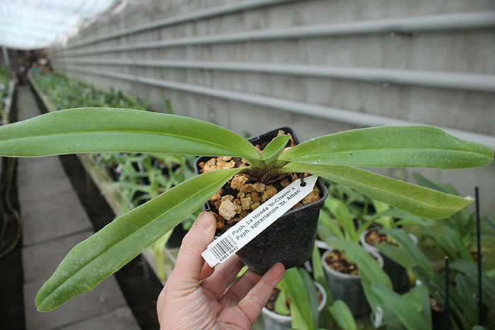 Paphiopedilum La Honda 'In-Charm' x Paphiopedilum spicerianum 'St Alban'.jpg