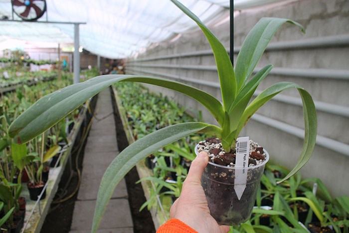 Paphiopedilum dianthum.jpg