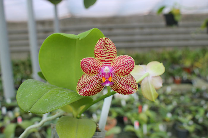 Phalaenopsis Mituo King 'Spider Web' x Black Eagle 'DT'.jpg