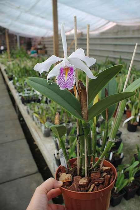 Cattleya maxima (1507).jpg