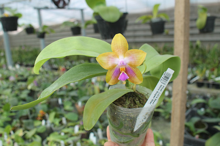 Phalaenopsis LD's Bear King 'YK-14' x Miro Super Star.jpg