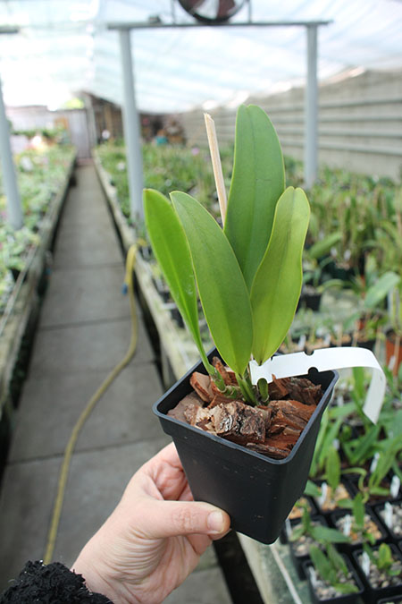 Cattleya warscewiczii alba 'Envigado' x SELF.jpg