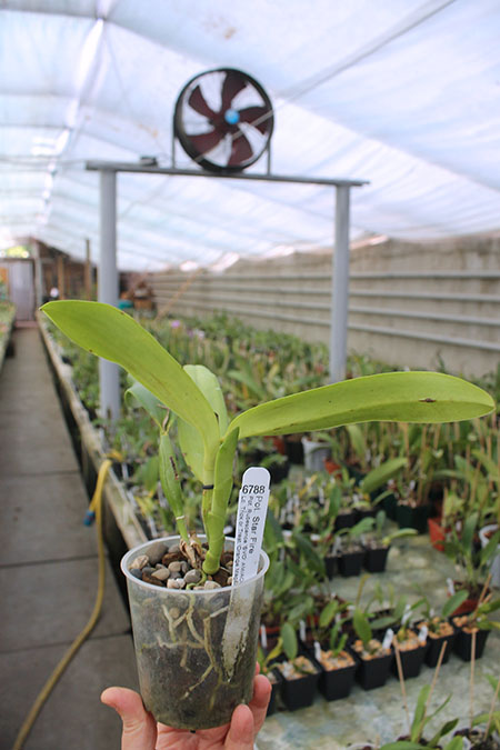 Potinara Star Fire.jpg