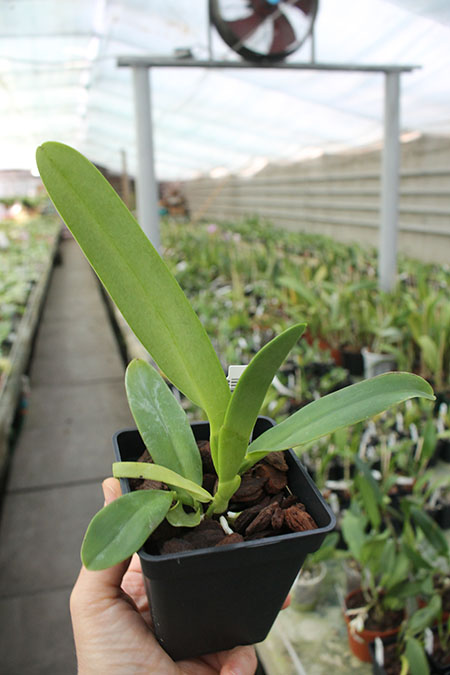 Cattleya dowiana aurea Hui Yun.jpg