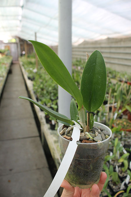 Cattleya loddigesii alba 'Z-492' x Brassavola glauca.jpg