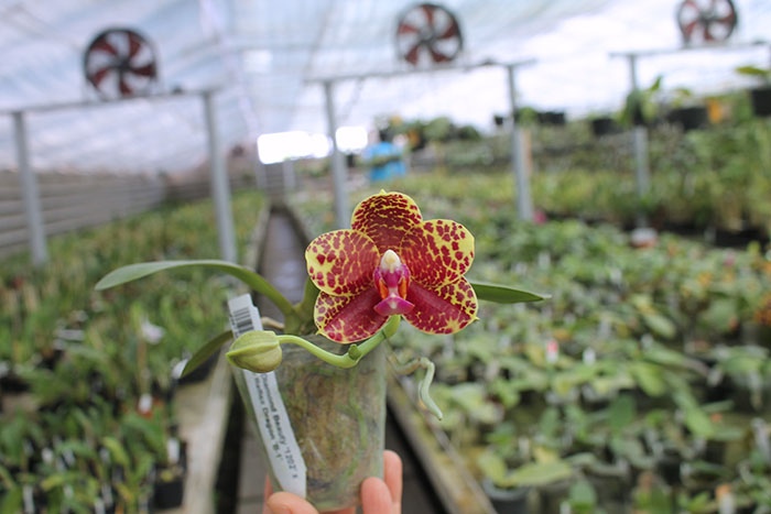 Phalaenopsis Diamond Beauty '1202' x Mituo Reflex Dragon 'B-1'.jpg