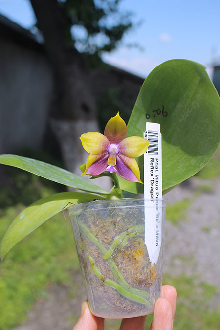 Phalaenopsis Mituo Prince 'Bb' x Mituo Reflex 'Dragon'.jpg