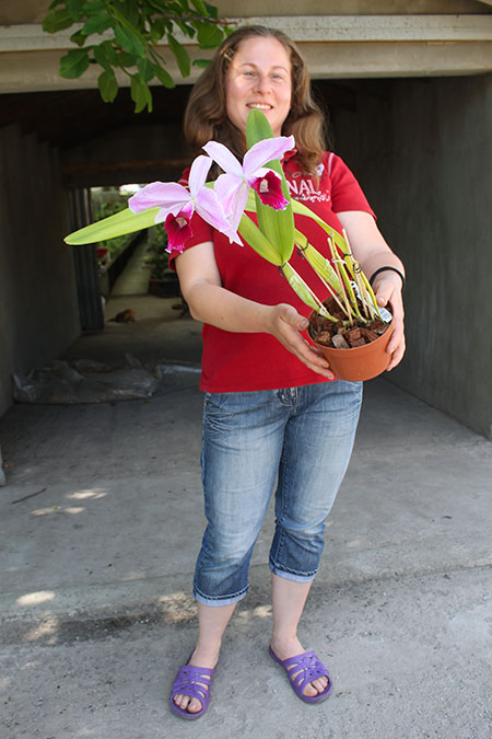 Laelia purpurata sanguinea x striata.jpg