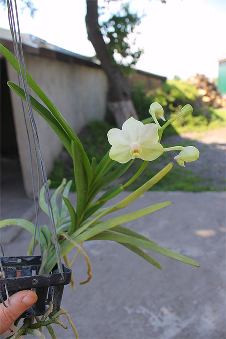 Ascocenda Princess Mikasa 'Tayanee White'.jpg