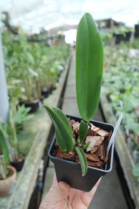 Cattleya schroederae 'Popayan' x self.jpg