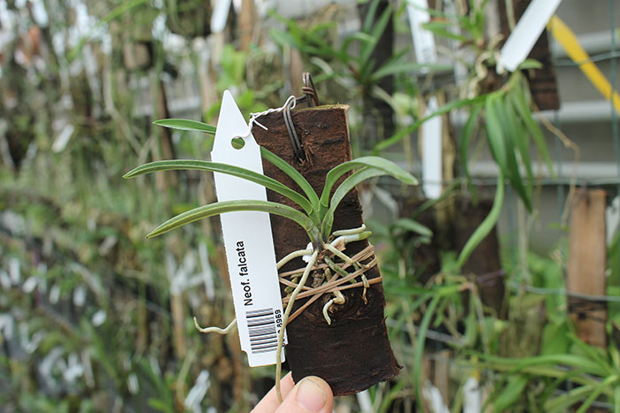 Neofinetia falcata.jpg