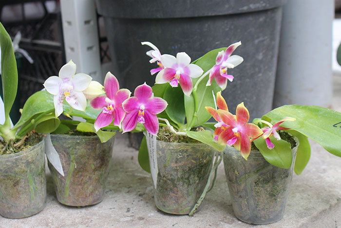 Phalaenopsis Zheng Min Muscadine '323' x speciosa '41-S'.jpg