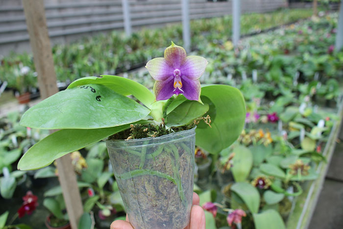 Phalaenopsis Mituo Prince 'Bb' x Mituo Reflex 'Dragon'.jpg