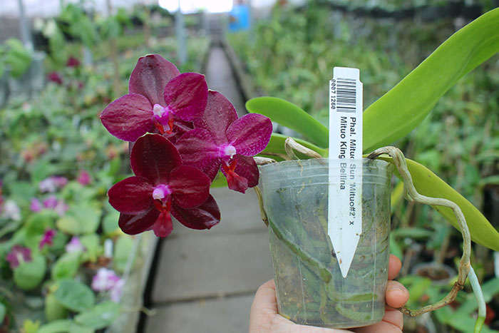Phalaenopsis Mituo Sun 'Mituo#2' x Mituo King Bellina.jpg