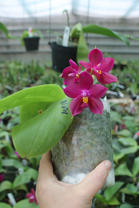 halaenopsis Miro Super Star 'Rainbow' x Mituo Prima 'Mituo #1'.jpg