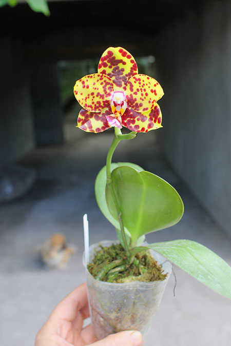 Phalaenopsis Diamond Beauty '1202' x Ld's Bear King 'YK7' (select #48).jpg