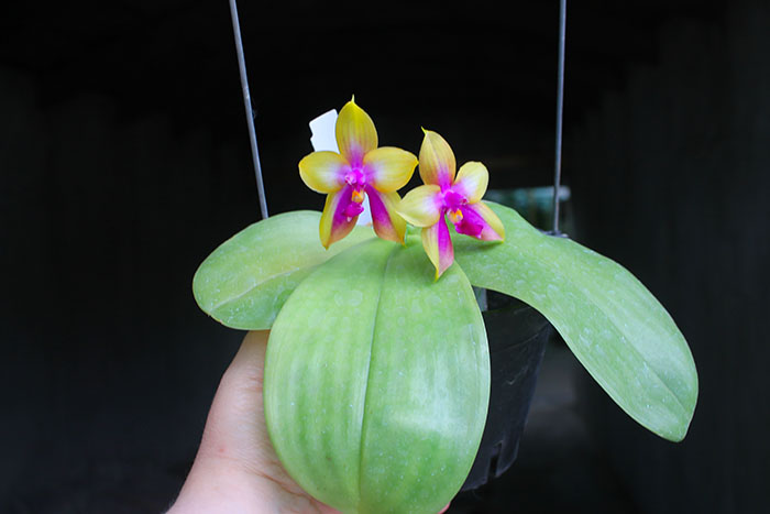 Phalaenopsis LD's Bear King 'YK-14' x Miro Super Star.jpg
