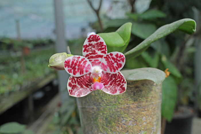 Phalaenopsis Auspice Knight 'Malayan'.jpg