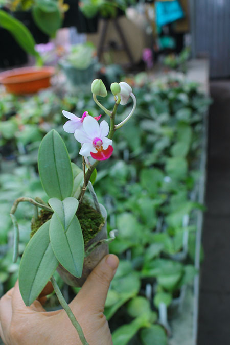 Phalaenopsis Anna-Larati Soekardi 'Joseph Wu'.jpg