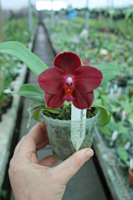 Phalaenopsis Chienlung Red Parrot.jpg