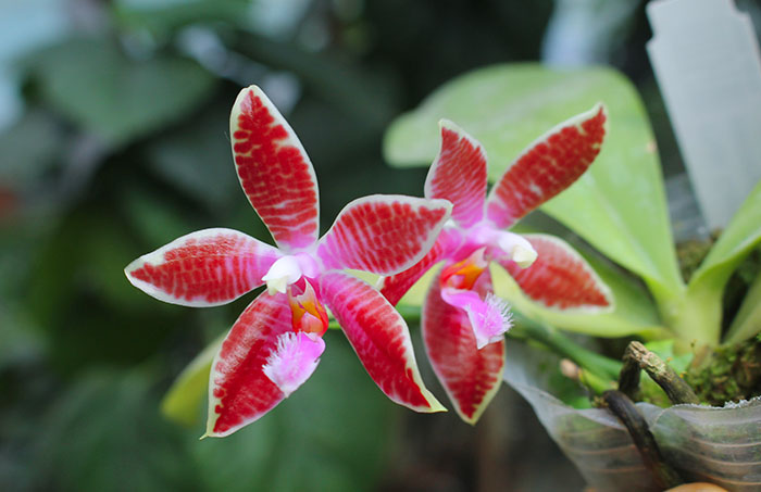 Phalaenopsis Coral Isles x Phalaenopsis corningiana.jpg
