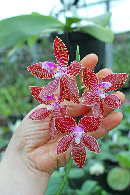 Phalaenopsis corningiana x lueddemanniana.jpg