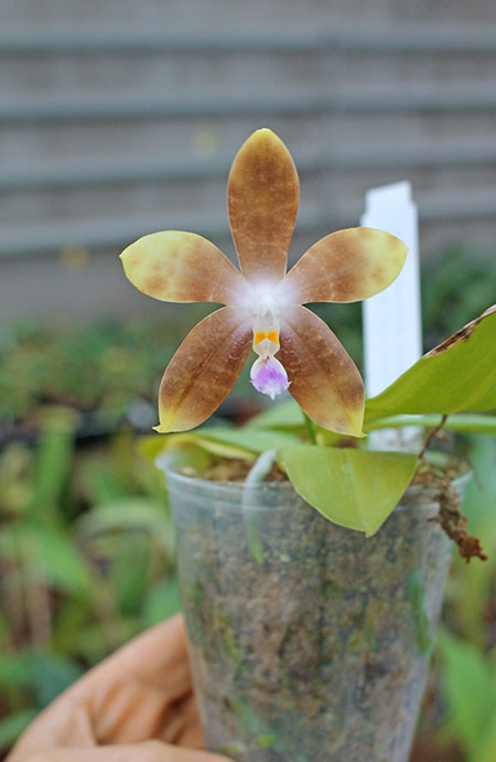 Phalaenopsis LD's Bear King 'YK-10' x spesiosa 'Blue'.jpg