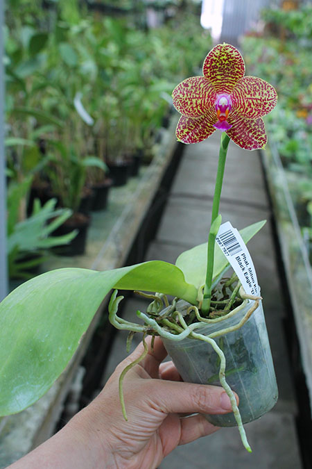Phalaenopsis Mituo King 'Spider Web' x Black Eagle 'DT'.jpg
