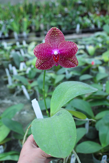 Phalaenopsis Mituo Sun 'Mituo #1' x Ld's Bear King 'YK-10'.jpg