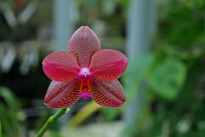 Phalaenopsis Mituo Sun 'Mituo #1' x Ld's Bear King 'YK-14'.jpg