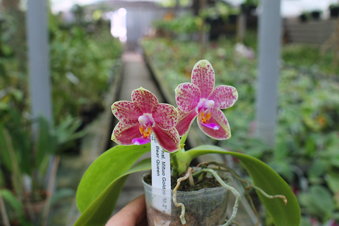 Phalaenopsis Mituo Golden 'M-2' x Ld's Bear Queen.jpg