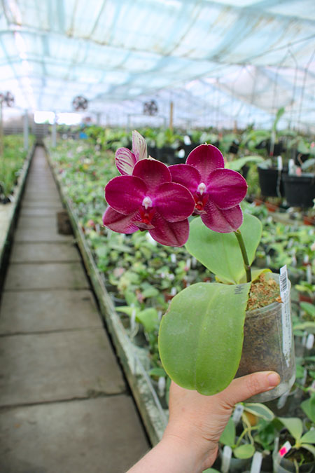 Phalaenopsis Mituo Sun 'Mituo #1' x Ld's Bear King 'YK-10'.jpg