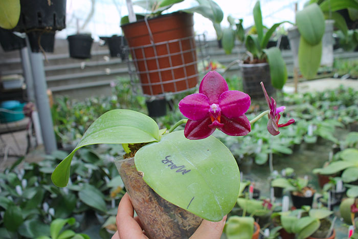 Phalaenopsis Mituo Sun 'Mituo #1' x Ld's Bear King 'YK-10'.jpg