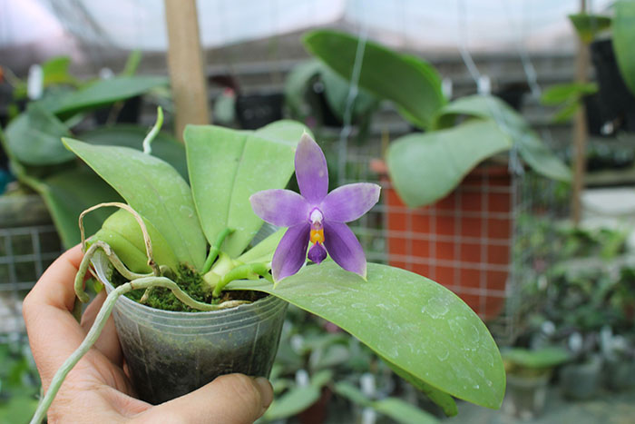 Phalaenopsis YangYang Blueberry x bellina coerulea.jpg
