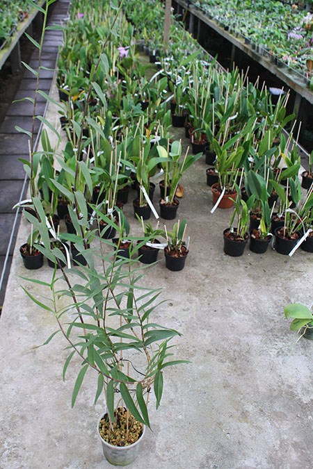 Epidendrum schweinfurthianum.jpg