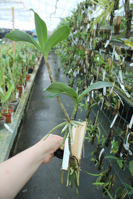 Epidendrum radioferens.jpg