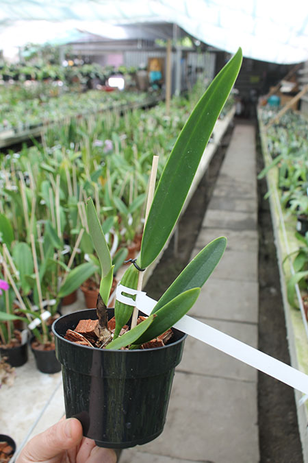 Cattleya mossiae (tipo) 'Gabriel Trujillo' x SELF.jpg