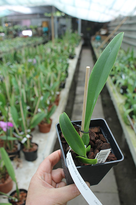 Cattleya mossiae semi alba 'Julieta x SELF.jpg