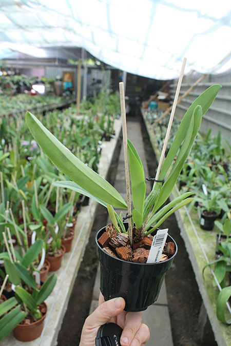Cattleya mossiae '821'.jpg