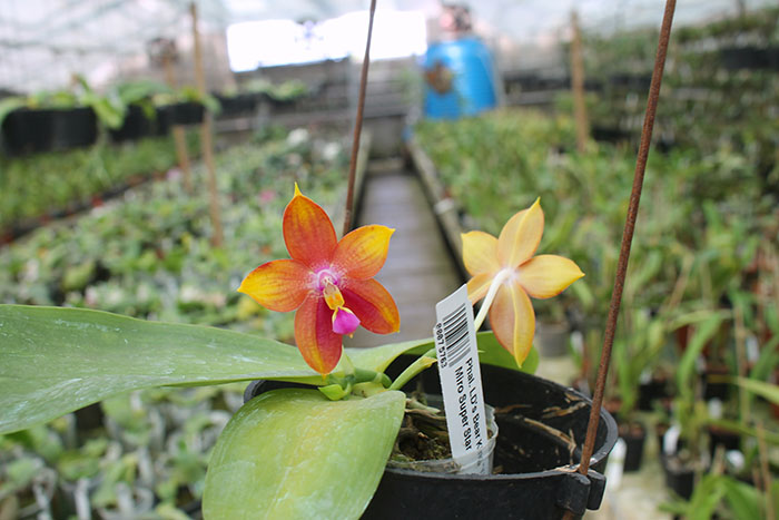 Phalaenopsis LD's Bear King 'YK-14' x Miro Super Star.jpg