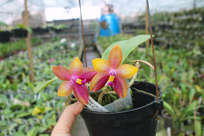 Phalaenopsis LD's Bear King 'YK-14' x Miro Super Star.jpg