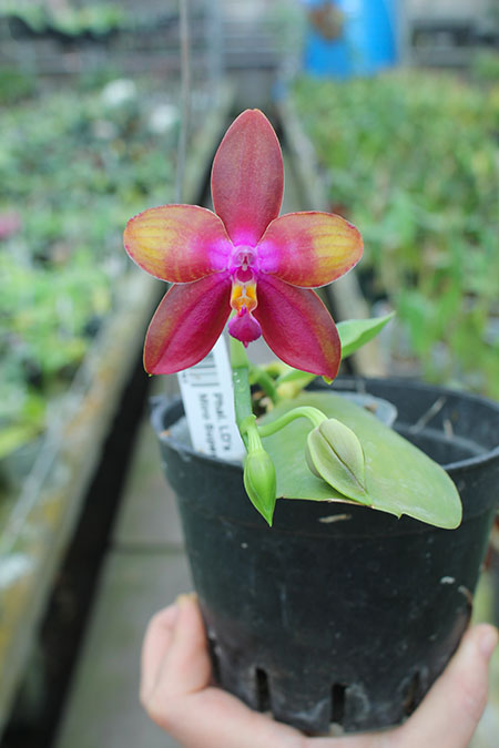 Phalaenopsis LD's Bear King 'YK-14' x Miro Super Star.jpg