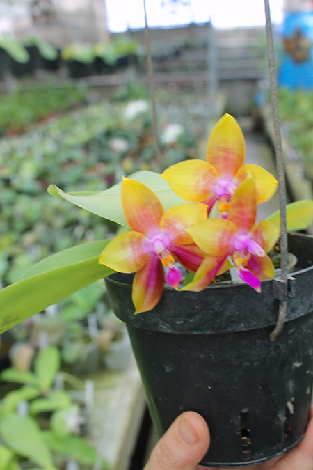 Phalaenopsis LD's Bear King 'YK-14' x Miro Super Star.jpg