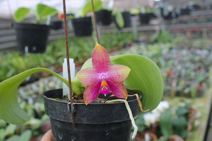 Phalaenopsis LD's Bear King 'YK-14' x Miro Super Star.jpg