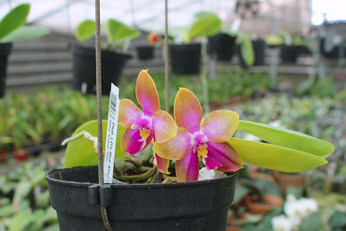 Phalaenopsis LD's Bear King 'YK-14' x Miro Super Star.jpg