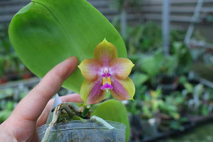 Phalaenopsis LD's Bear King 'YK-14' x Miro Super Star.jpg