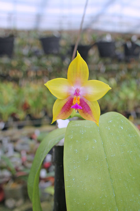 Phalaenopsis LD's Bear King 'YK-14' x Miro Super Star.jpg