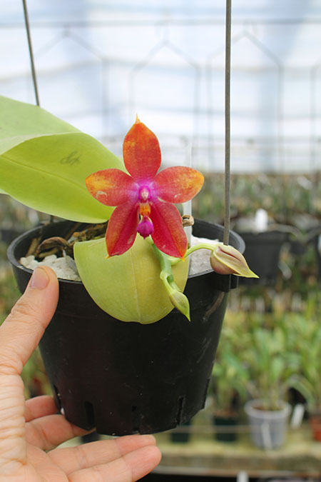 Phalaenopsis LD's Bear King 'YK-14' x Miro Super Star.jpg