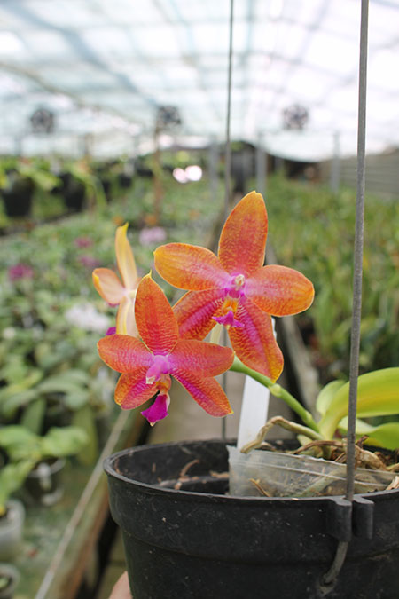 Phalaenopsis LD's Bear King 'YK-14' x Miro Super Star.jpg